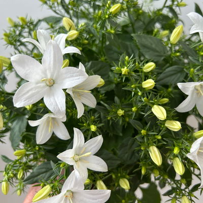 Glockenblume 'Spring Bell®', weiß, Topf-Ø 12 cm, 3 Pflanzen