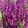 Steppen-Salbei 'New Dimension Rose' rosa-violett, 3 Liter Topf