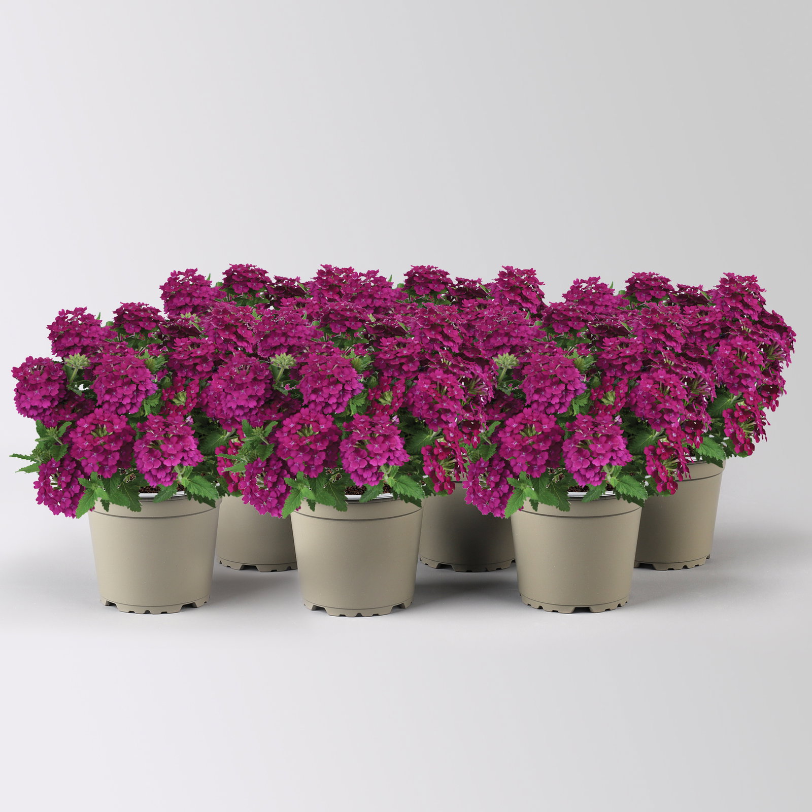 Eisenkraut, bordeaux, Topf-Ø 12 cm, 6 Pflanzen