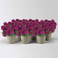 Eisenkraut, bordeaux, Topf-Ø 12 cm, 6 Pflanzen