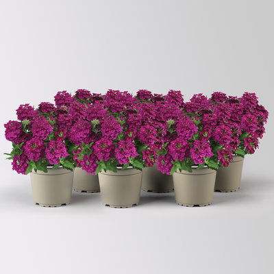 Eisenkraut, bordeaux, Topf-Ø 12 cm, 6 Pflanzen