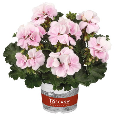 Geranie, zartrosa, stehend, Topf-Ø 13 cm, 6 Pflanzen Geranie, zartrosa, stehend, Topf-Ø 13 cm, 6 Pflanzen