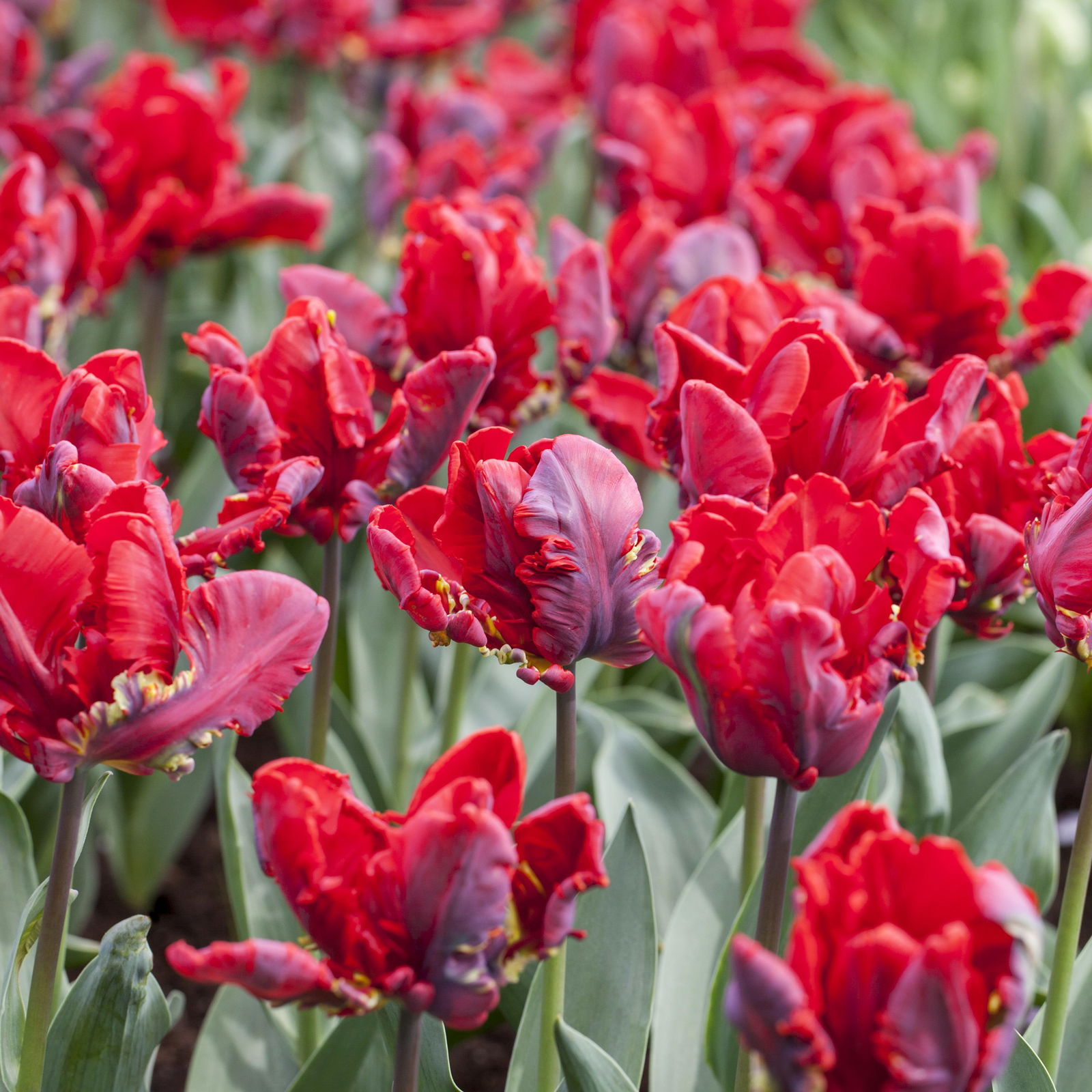 Papagei-Tulpe, rot, vorgetrieben, Topf-Ø 15 cm, 3 Pflanzen