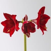 Amaryllis in Wachs XL, Dekor 'Basic Red', Blüte dunkelrot, 2 Pflanzen Amaryllis in Wachs XL, Dekor 'Basic Red', Blüte dunkelrot, 2 Pflanzen