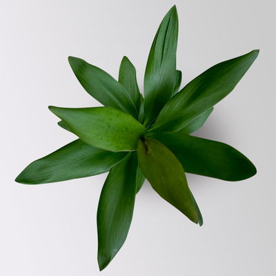 Grünpflanzenkreation Keulenlilien-Dreierlei, Topf-Ø 12 cm, 3 Pflanzen