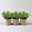 Glockenblume 'Ambella® White', weiß, Topf-Ø 10,5 cm, 3 Pflanzen