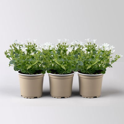 Glockenblume 'Ambella® White', weiß, Topf-Ø 10,5 cm, 3 Pflanzen