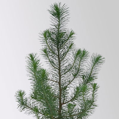 Pflanzenkreation Winterweiß, 8 Pflanzen + Lichterkette + Erde Pflanzenkreation Winterweiß, 8 Pflanzen + Lichterkette + Erde