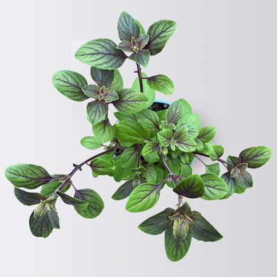 Bio Kräuter-Set 'Pizza & Pasta', 5 Pflanzen, Topf-Ø 12cm Bio Kräuter-Set 'Pizza & Pasta', 5 Pflanzen, Topf-Ø 12cm