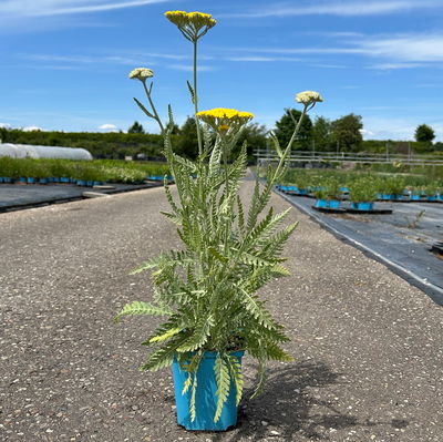 Bio Schafgarbe 'Parker', gelb, Topf 11x11 cm