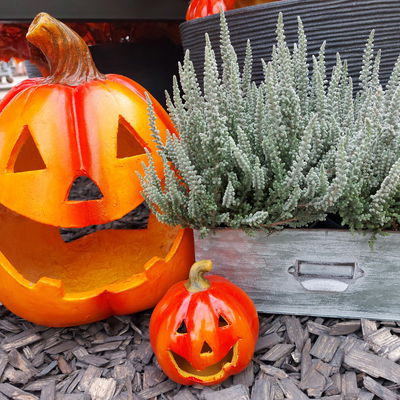 Calluna Fluffy®, silberlaubig, Topf-Ø 11 cm, 6 Pflanzen