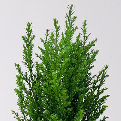 Blaue Kegelzypresse 'Ellwoodii', Topf-Ø 9 cm, 8 Pflanzen Blaue Kegelzypresse 'Ellwoodii', Topf-Ø 9 cm, 8 Pflanzen