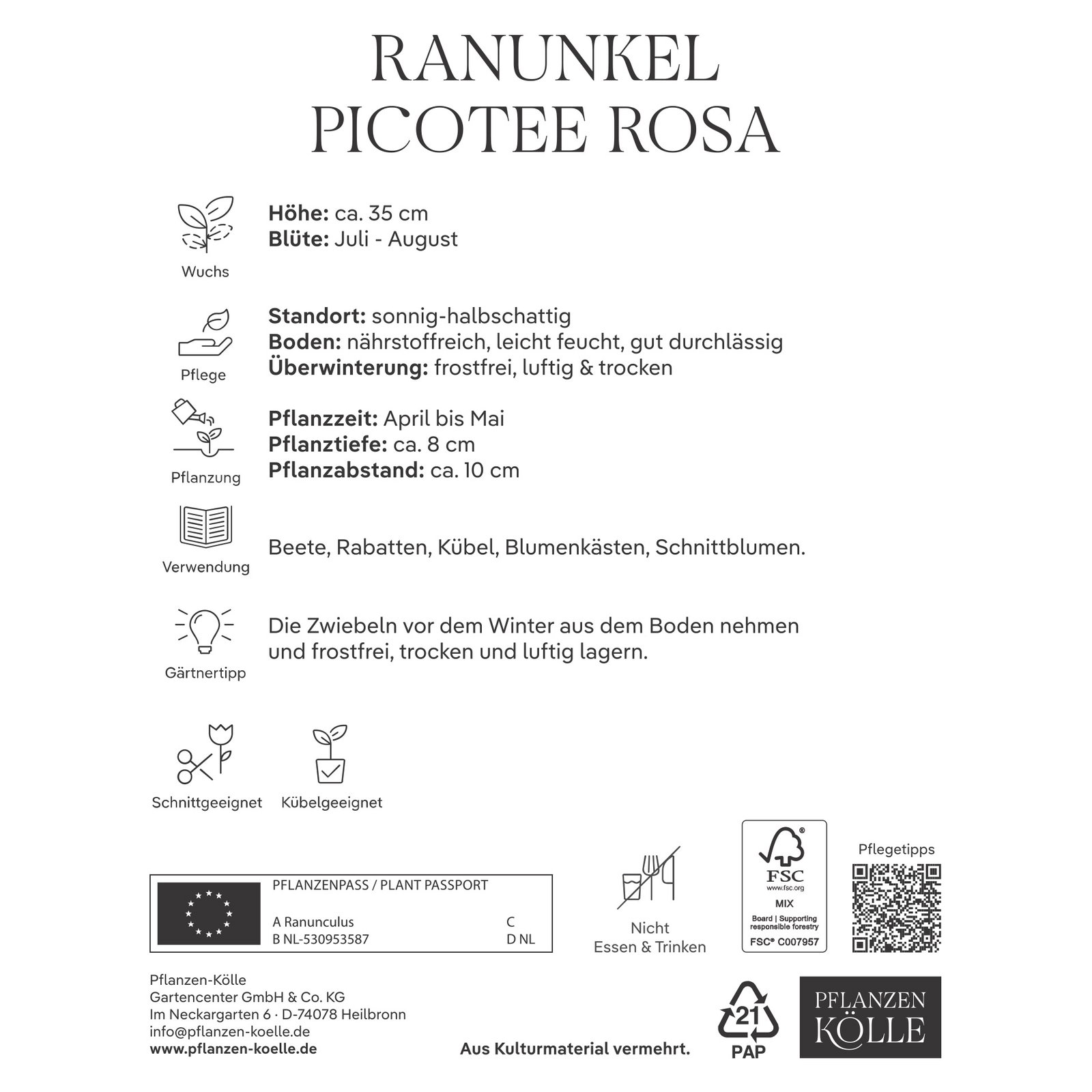 Kölles Beste Ranunkel 'Picotee Rosa', rosa, 10 Blumenknollen