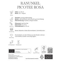 Kölles Beste Ranunkel 'Picotee Rosa', rosa, 10 Blumenknollen