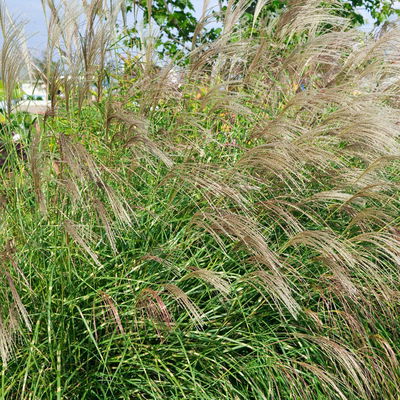 Bio Zebragras 'Little Zebra', Topf 3 Liter