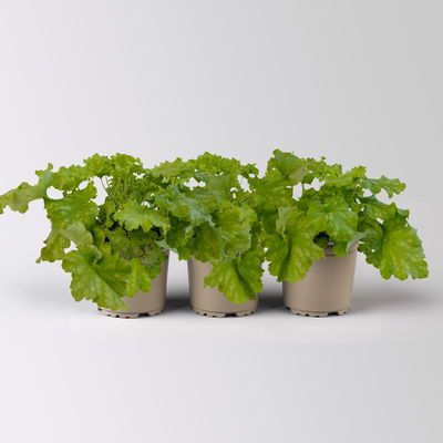 Bio Purpurglöckchen 'Apple Twist', rot bis apfelgrün, Topf-Ø 12 cm, 3 Pflanzen Bio Purpurglöckchen 'Apple Twist', rot bis apfelgrün, Topf-Ø 12 cm, 3 Pflanzen