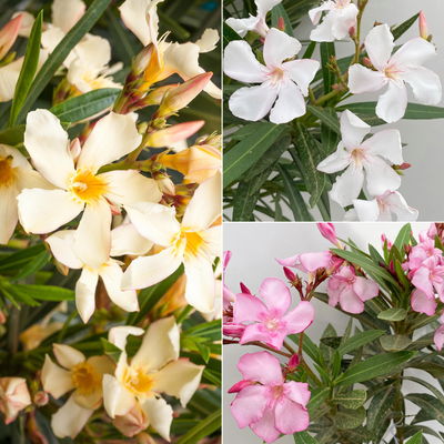 Oleander, Farbe zufällig, Stamm, Topf-Ø 18 cm, Höhe ca. 70