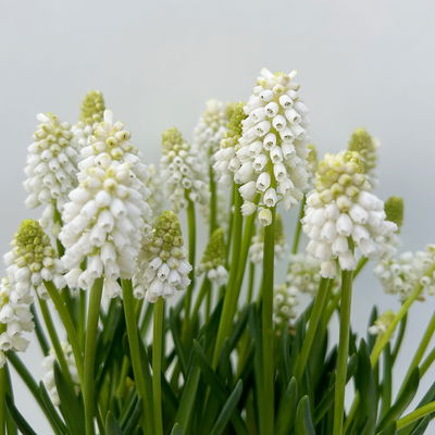 Traubenhyazinthe 'White Magic' weiß, Topf -Ø 15 cm, 3 Pflanzen Traubenhyazinthe 'White Magic' weiß, Topf -Ø 15 cm, 3 Pflanzen