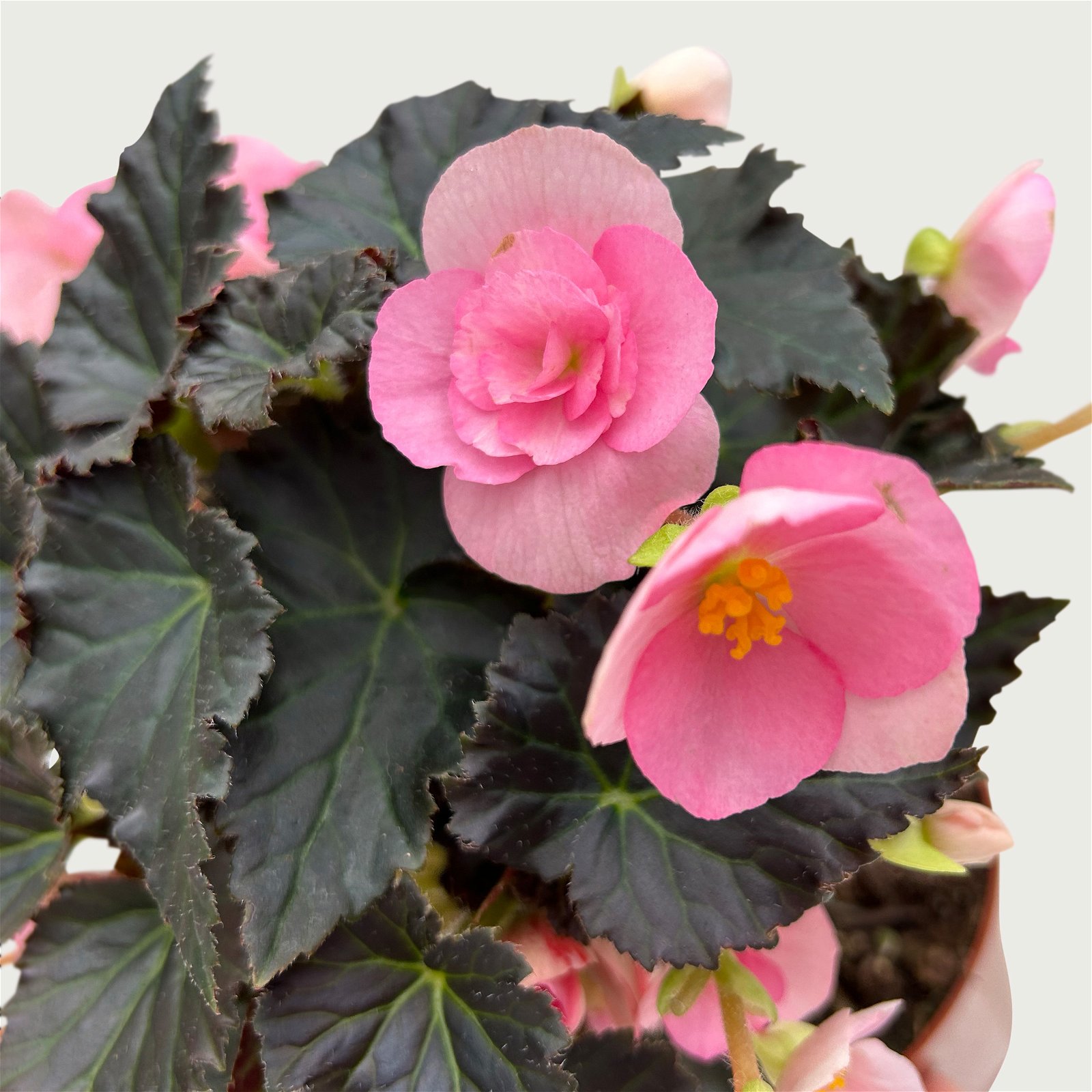Begonie 'Sweeties Light Pink®' hellrosa, dunkellaubig, Topf-Ø 12 cm, 3er-Set