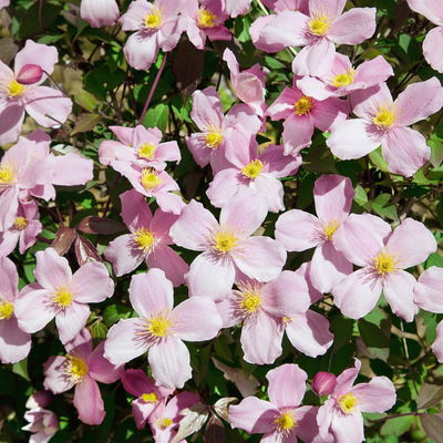Clematis 'Rubens', 2er-Set, hellrosa, Höhe 60-80 cm, Topf 2 Liter