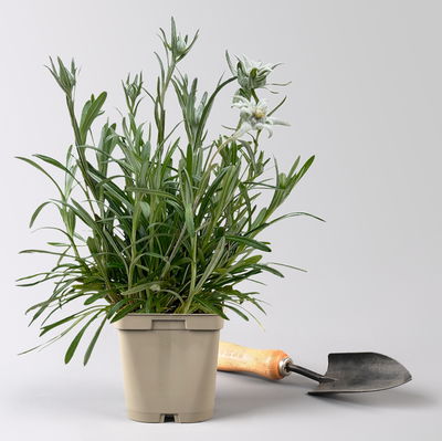 Alpen-Edelweiß, weiß, Topf 9x9 cm, 3 Pflanzen Alpen-Edelweiß, weiß, Topf 9x9 cm, 3 Pflanzen