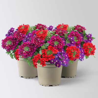 Eisenkraut 'Trio', rot-blau-purple, Topf-Ø 12 cm, 3 Pflanzen