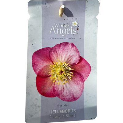 Helleborus 'Cheryl's Shine' rosa, Topf-Ø 15 cm Helleborus 'Cheryl's Shine' rosa, Topf-Ø 15 cm