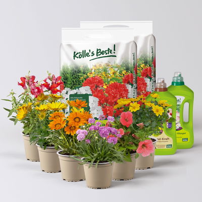 Pflanzenkreation Farbenrausch, groß, 6 Pflanzen inkl. Erde und Dünger