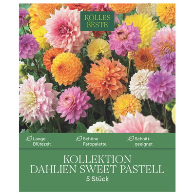 Kölles Beste Dahlien-Kollektion Sweet Pastell, 5 Knollen pastellfarbener Mix