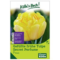 Gefüllte frühe Tulpen Secret Perfume, 7 Blumenzwiebeln