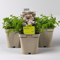 Mädesüß 'Rosa Schleier' rosa, Topf-Ø 11 cm, 3er-Set