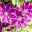 Clematis 'Dr. Ruppel' hellrosa mit pinkem Streifen, Topf 2 Liter, 2er-Set