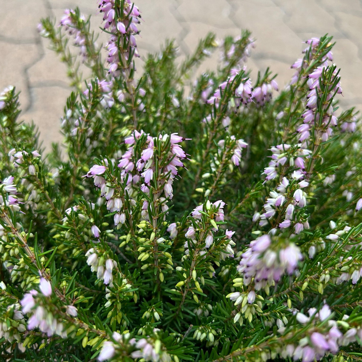Winterheide, rosa, Topf-Ø 13 cm, 6 Pflanzen