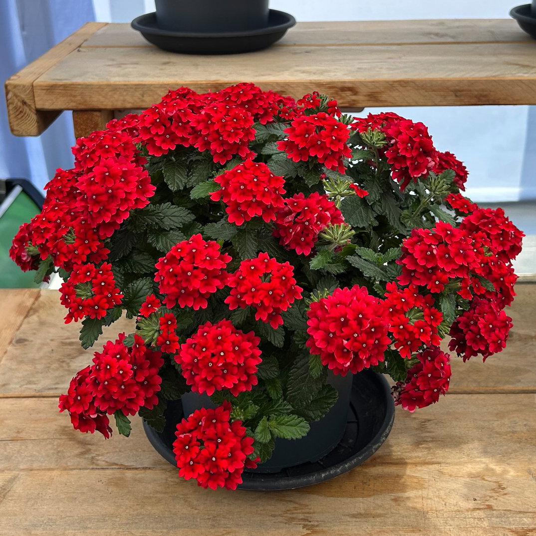 Eisenkraut, rot, Topf-Ø 12 cm, 6 Pflanzen