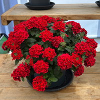 Eisenkraut, rot, Topf-Ø 12 cm, 6 Pflanzen