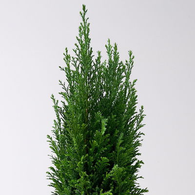 Blaue Kegelzypresse 'Ellwoodii', Topf-Ø 13 cm, 6 Pflanzen Blaue Kegelzypresse 'Ellwoodii', Topf-Ø 13 cm, 6 Pflanzen