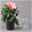 Hibiskus, rosa, in Keramiktopf Dallas anthrazit, Topf-Ø 13 cm, 2er-Set