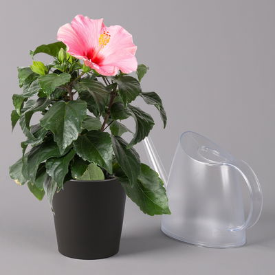 Hibiskus, rosa, in Keramiktopf Dallas anthrazit, Topf-Ø 13 cm, 2 Pflanzen