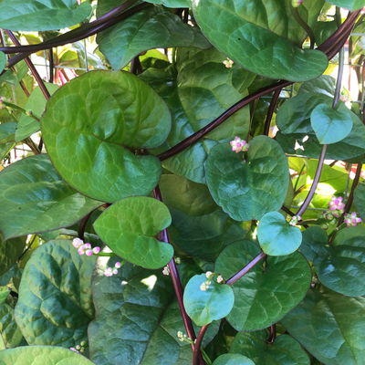 Blu Bio Malabarspinat, Topf-Ø 12 cm, 6er Set