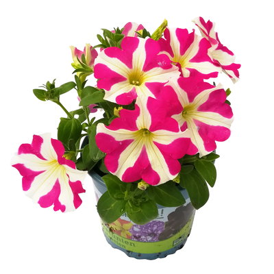 Petunie 'Amore® Pink Hearts' pink-weiß, hängend, Topf-Ø 13 cm, 6 Pflanzen