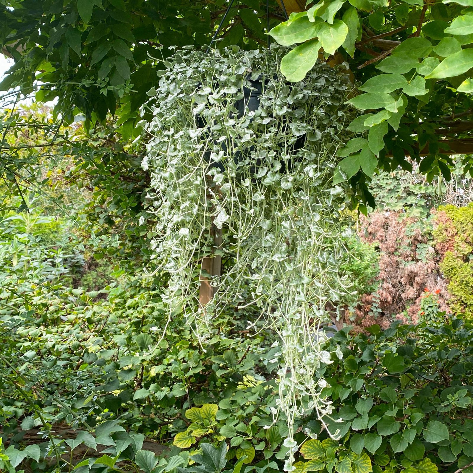 Silberregen silbergrau, Blumenampel-Ø 27 cm