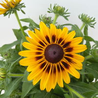 Sonnenhut gelb-orange, Topf-Ø 21 cm