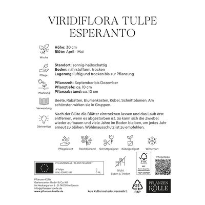 Viridiflora Tulpen Esperanto rot/grün, 7 Blumenzwiebeln
