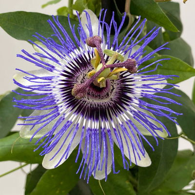 Passionsblume, blau-weiß, Pyramide, Topf-Ø 17 cm, Höhe ca. 60 cm