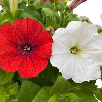 Petunien 'Duo' rot & weiß, hängend, Topf-Ø 14 cm, 4 Pflanzen