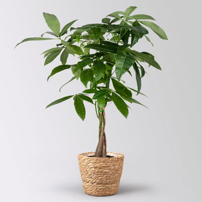 Glückskastanie inkl. Korb Osaka, Topf -Ø 17 cm Glückskastanie inkl. Korb Osaka, Topf -Ø 17 cm