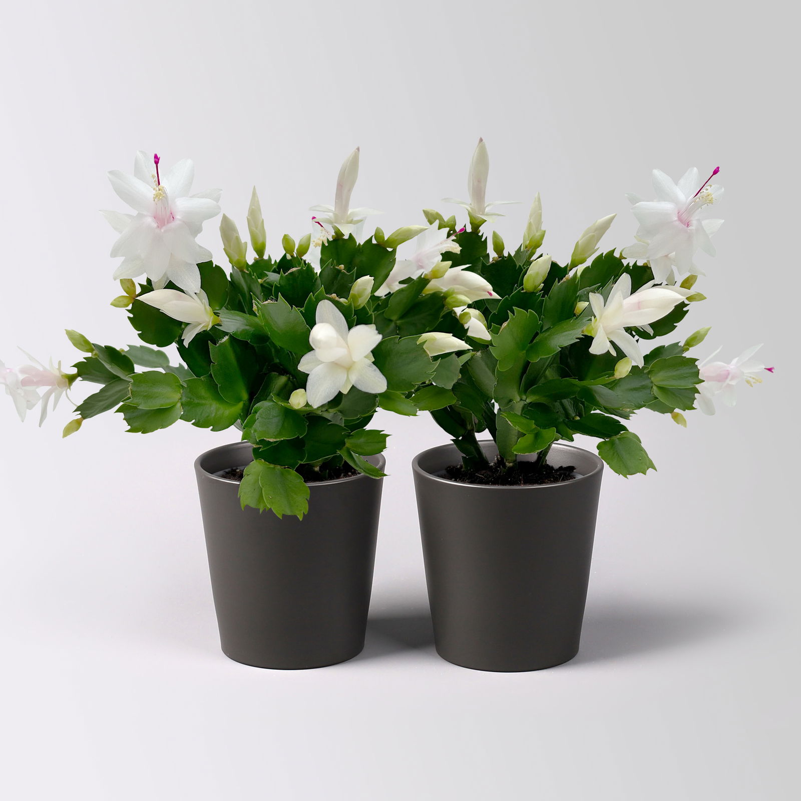 Weihnachtskaktus, weiß, mit Übertopf Dallas anthrazit, Topf-Ø 12 cm, 2 Pflanzen