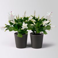 Weihnachtskaktus, weiß, mit Übertopf Dallas anthrazit, Topf-Ø 12 cm, 2 Pflanzen