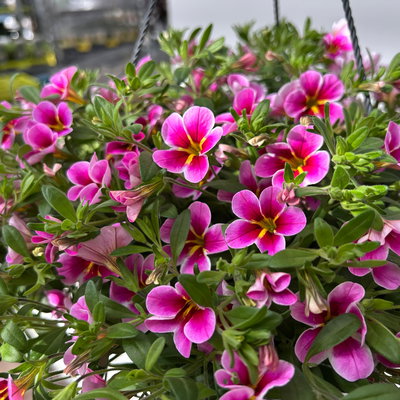 Zauberglöckchen 'Rave Pink Barbados', pink, Ampeltopf-Ø 27 cm Zauberglöckchen 'Rave Pink Barbados', pink, Ampeltopf-Ø 27 cm
