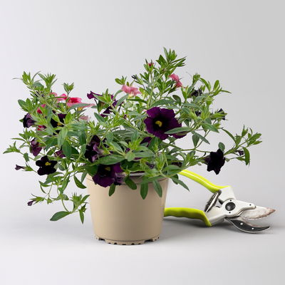 Zauberglöckchen 'Duo', rosarot & lila, Topf-Ø 14 cm, 4 Pflanzen